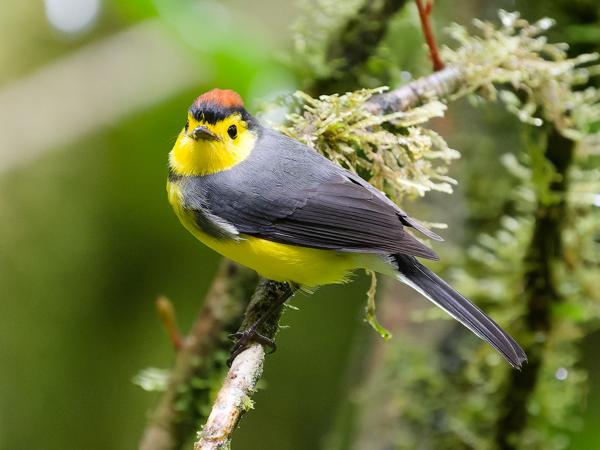 <h3><a href="/trips/costa-rica/biota/animalia/chordata/aves/040 passeriformes/122 parulidae/myioborus torquatus/myioborus torquatus-nl.html">Myioborus&nbsp;torquatus</a> / Collared&nbsp;whitestart / Halsbandzanger</h3>OM-1 Mark II met OLYMPUS M.150-400mm F4.5, 1/640 sec  bij F4.5, ISO 10000, afstand 7.82&nbsp;m